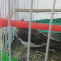 پرنده عروس هلندی نر آماده زرنگ