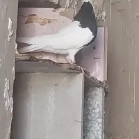 کبوتر طوقی سیاه|پرنده|بوشهر, |دیوار