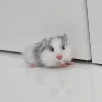 همستر|موش و خرگوش|بهبهان, |دیوار