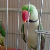 شاه طوطی نر 4ساله آماده آماده