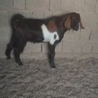 کهره نر هم برای گوشتی و هم برای داشت|حیوانات مزرعه|بندر گناوه, |دیوار