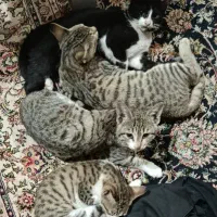 واگذاری رایگان گربه