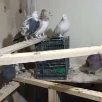 حدود 20عدد کبوتر  پرشی|پرنده|مهاجران, |دیوار