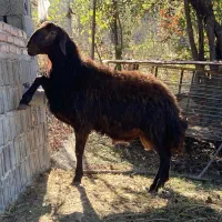 شیشک قوچ همو ( ژن  چند قلوزا )|حیوانات مزرعه|پایین هولار, |دیوار