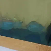 ماهی دالر بزرگ