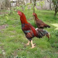 مرغ لاری جوان اصیل نژاد دار تخم گذار کرچ شو