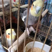 فروشی|پرنده|خسروشاه, |دیوار