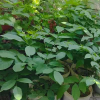 نهال گردو|گل و گیاه طبیعی|دورود, |دیوار