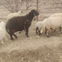 میش همو کوهبنان|حیوانات مزرعه|کوهبنان, |دیوار