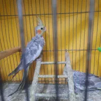 جوجه عروس ۲ماه هلندی