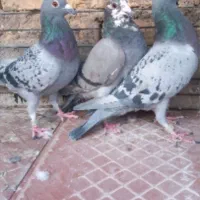 کفترزاجر|پرنده|یزد, |دیوار