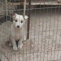 سگ توله ۳ عدد افغانی