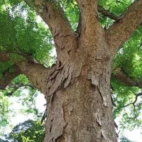 اره برقی قطع درخت  اس کریم|خدمات باغبانی و درختکاری|بهبهان, |دیوار