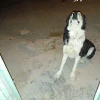 سگ گله|سگ|بیرجند, |دیوار