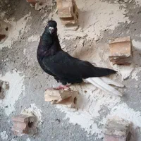 کفتر دمسفید