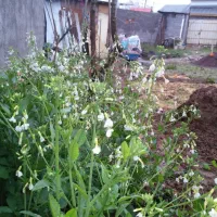 زمین مسکونی ۲۲۵متری احمدگوراب|فروش زمین و ملک کلنگی|رشت, احمد گوراب|دیوار