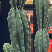 راننده برای کار  با وانت پراید