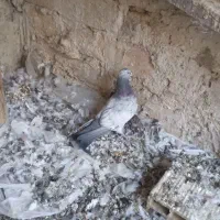 کفتر پرشی|پرنده|رباطکریم, رباطکریم|دیوار