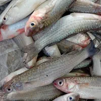 مای گاریز کورزین مخصوص|ماهی|قشم, |دیوار