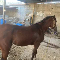 اسب مادیون|اسب و تجهیزات اسبسواری|اهواز, سید خلف|دیوار