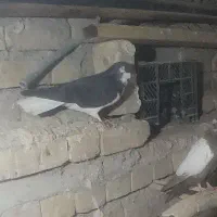 کفتر جفت گاهی عتیقه