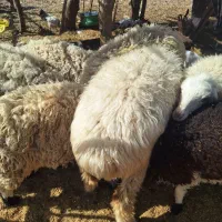 بره نره و ماده۰