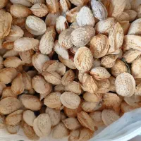 فندق.بادام.کشمش|خوردنی و آشامیدنی|گرگان, |دیوار