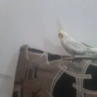 عروس هلندی|پرنده|جیرفت, |دیوار