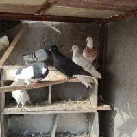 کبوتر|پرنده|قزوین, |دیوار