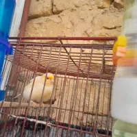 قناری نره بخون  به فروش می رسد
