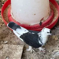 کبوتر بوشهری|پرنده|بندر کنگان, |دیوار