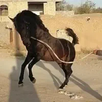 سیلمی سواری دار کرد جوان