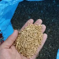 گندوم|خدمات باغبانی و درختکاری|باوی, |دیوار