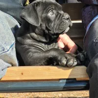 سگ کن کورسو