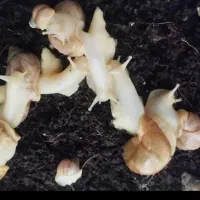 حلزون آلبینو فروش ویژه