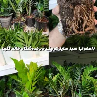 زامفولیا مناسب برای هدیه|گل و گیاه طبیعی|بندرعباس, |دیوار