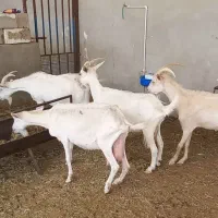 ۶ بز سانن
