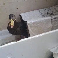 اردک|حیوانات مزرعه|نسیمشهر, |دیوار