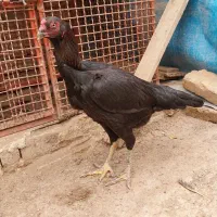 مرغ لاری|حیوانات مزرعه|صوفیان, |دیوار