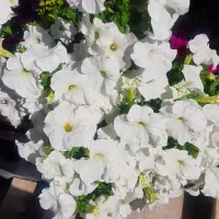 راهنمایی می خوام