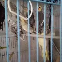 عروس هلندی مولد با جوجه وبدون جوجه|پرنده|رشت, سعدی (تختی)|دیوار