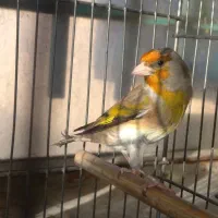 سهره قناری نر شلاقی