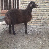 دو راس بره ماده افشاری