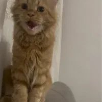 گربه مین کون ماده اماده‌