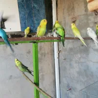 مرغ عشق