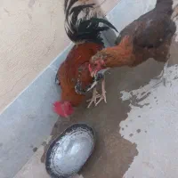 مرغ خروس