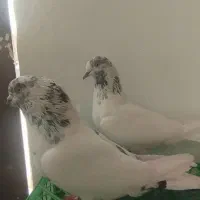 کفتر کله دم سبز