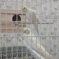 (بالغ) عروس هلند