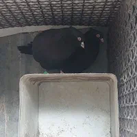 زاغ ملقی بازی کن