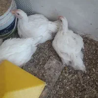 مرغ
